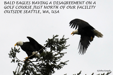 Bald Eagles Fighting on golf course in Everett, WA